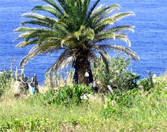 imigrantesaorelento060902