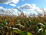 Bloco opõe-se aos ensaios de milho trangénico da Monsanto em Salvaterra de Magos. Foto Peter Blanchard/Flickr