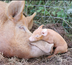 direitos dos animais