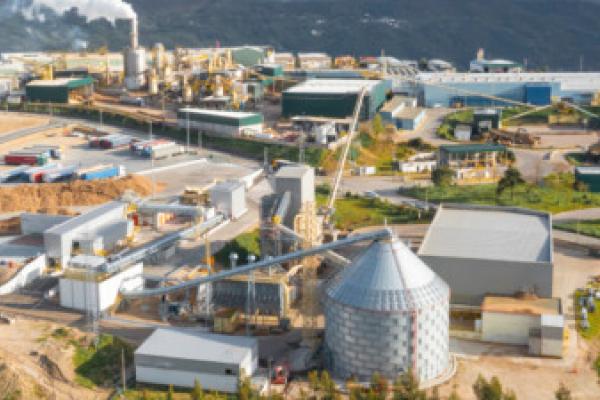 Abate de 508 sobreiros em Oliveira do Hospital “é inaceitável”