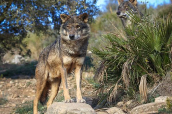 Projeto do Parque Eólico do Paiva ameaça Lobo-Ibérico, Bloco questiona ministra